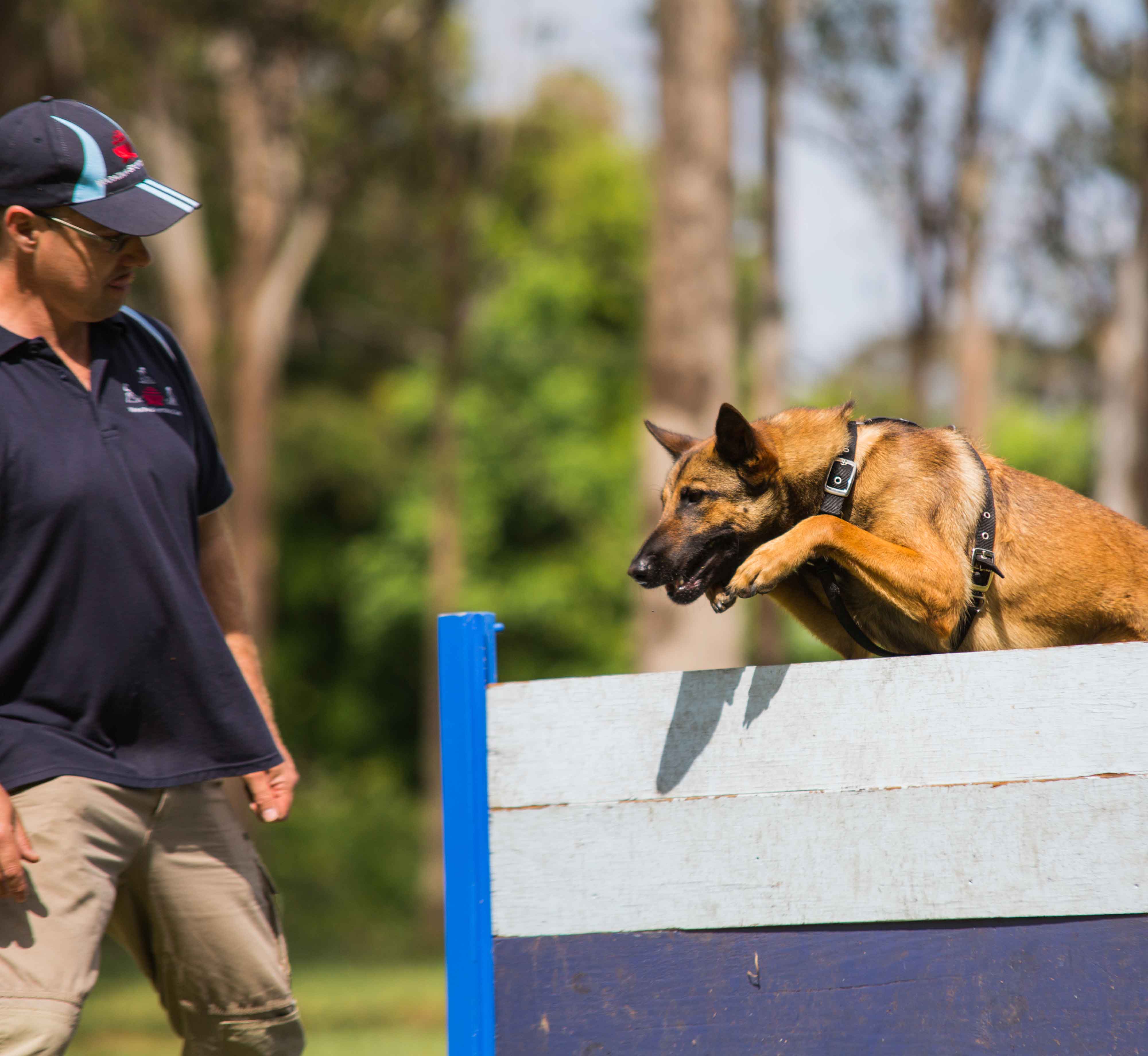 German Shepherd jumping over a fence wearing a dog harness