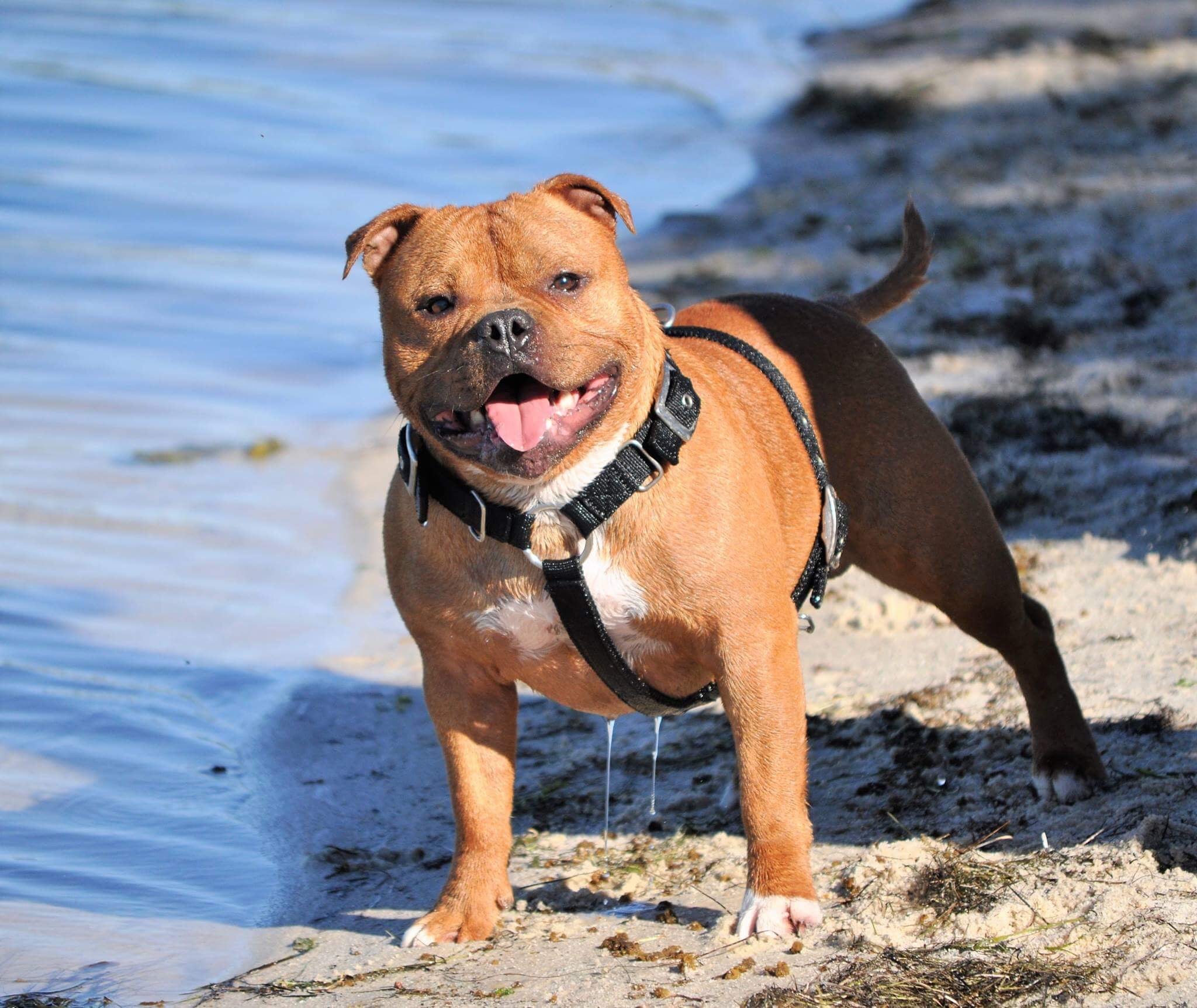 Best Harness & Collar for a Staffy in Australia