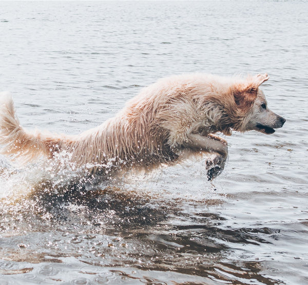 Natural Dog Shampoo - Dog Grooming Rogue Royalty