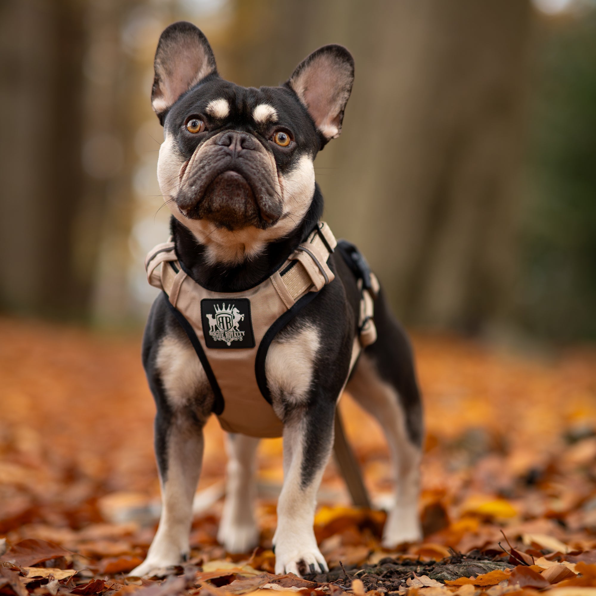 Why Most Puppy Harnesses Fail (And What to Use Instead)