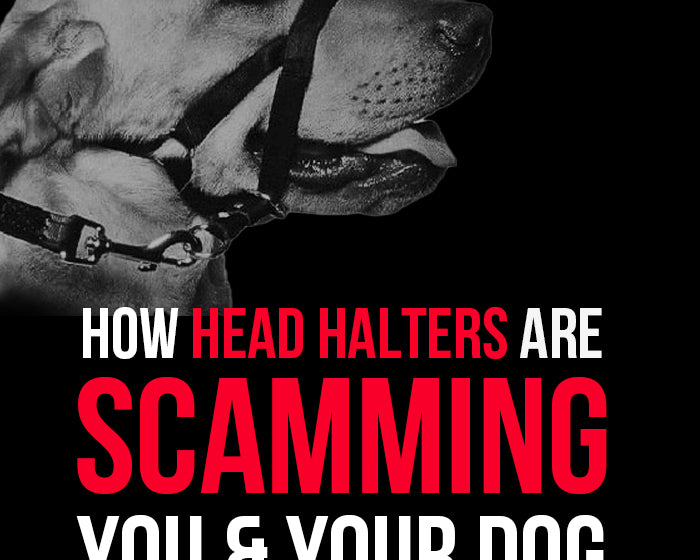 How Halter Collars are Scamming You and Your Dog