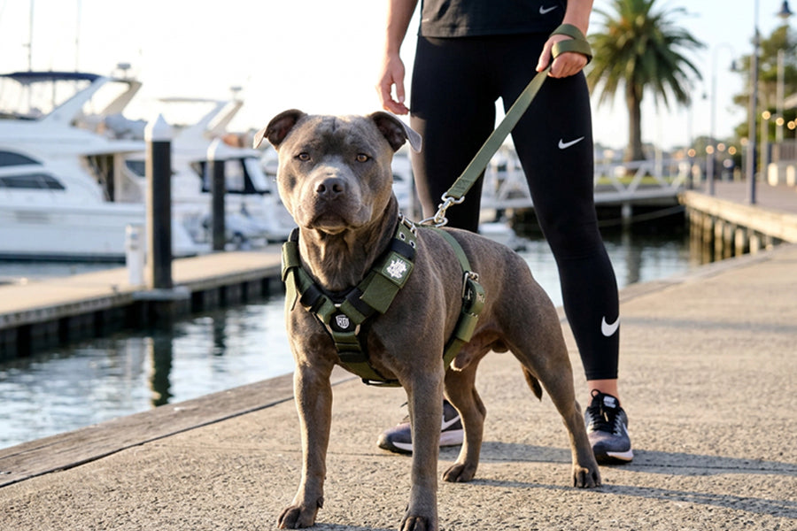 Top Rated Dog Harness: How to Evaluate One That Actually Performs