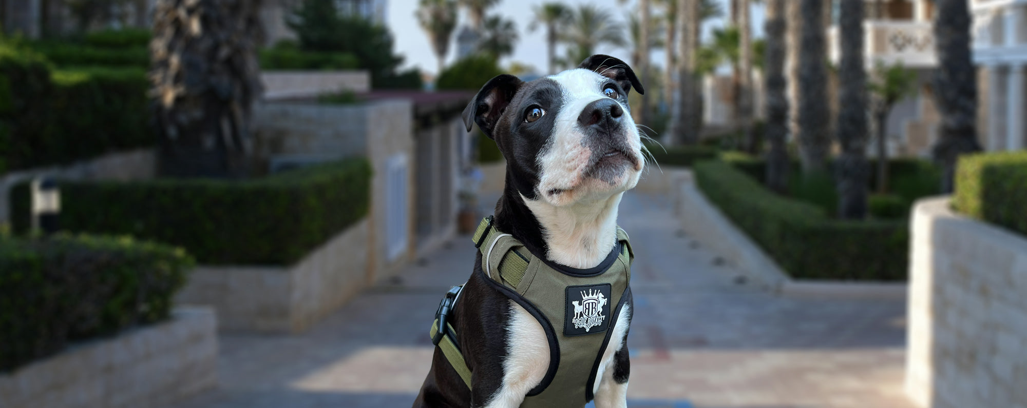 PUPPY HARNESS RANGE