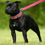 staffordshire terrier in park wearing pink leather studded dog collar
