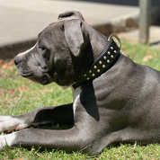 Hand Made Leather Dog Collar - RuffNeck Black & Brass (Regular Fit)