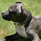 Hand Made Leather Dog Collar - RuffNeck Black & Brass (Regular Fit)
