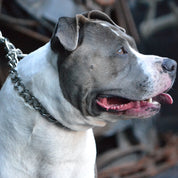Dog Leash - Titan Heavy Chain 60cm