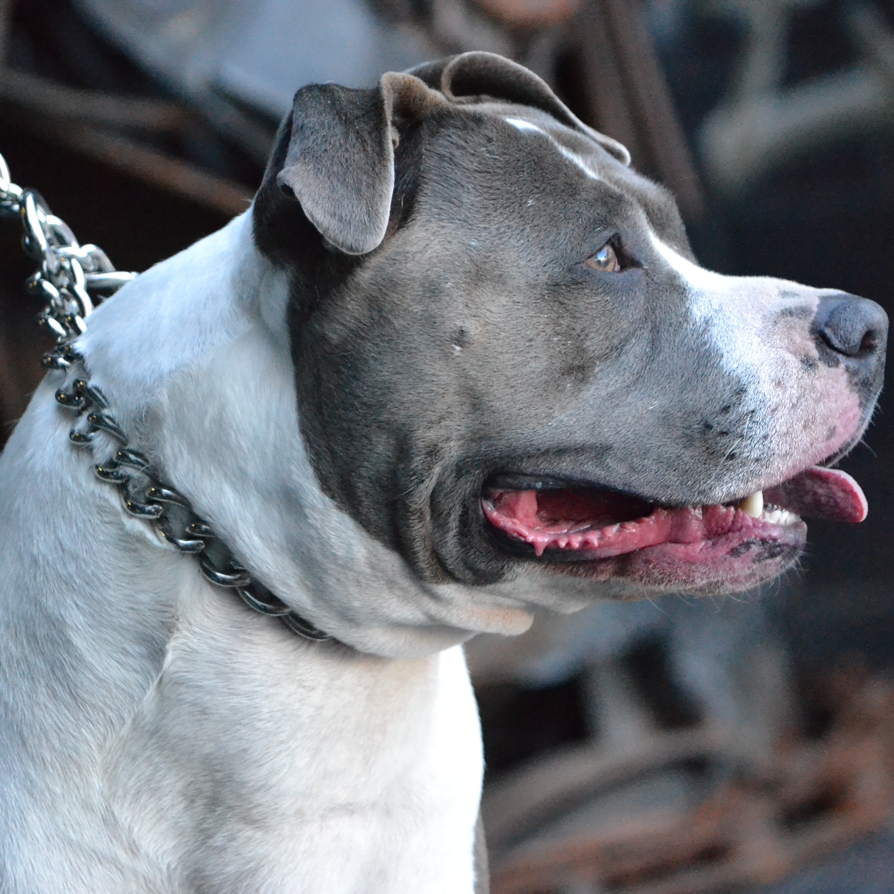 Dog Leash - Titan Heavy Chain 60cm