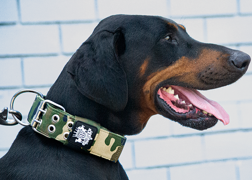 Doberman_in_camoflague_tactical_dog_collar.png