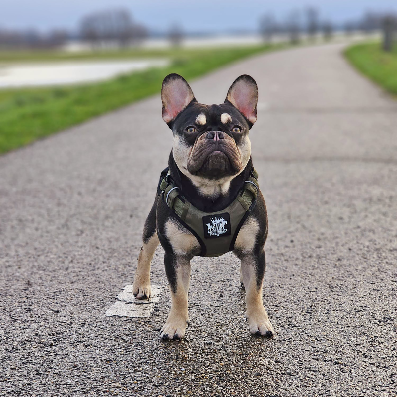 French Bulldog walking oon pavement in Netherlands wearing Rogue Royalty Active X support dog harness