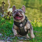 Active-X Lightweight Dog Harness – Green