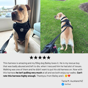 Active-X Lightweight Dog Harness – Black Clearance
