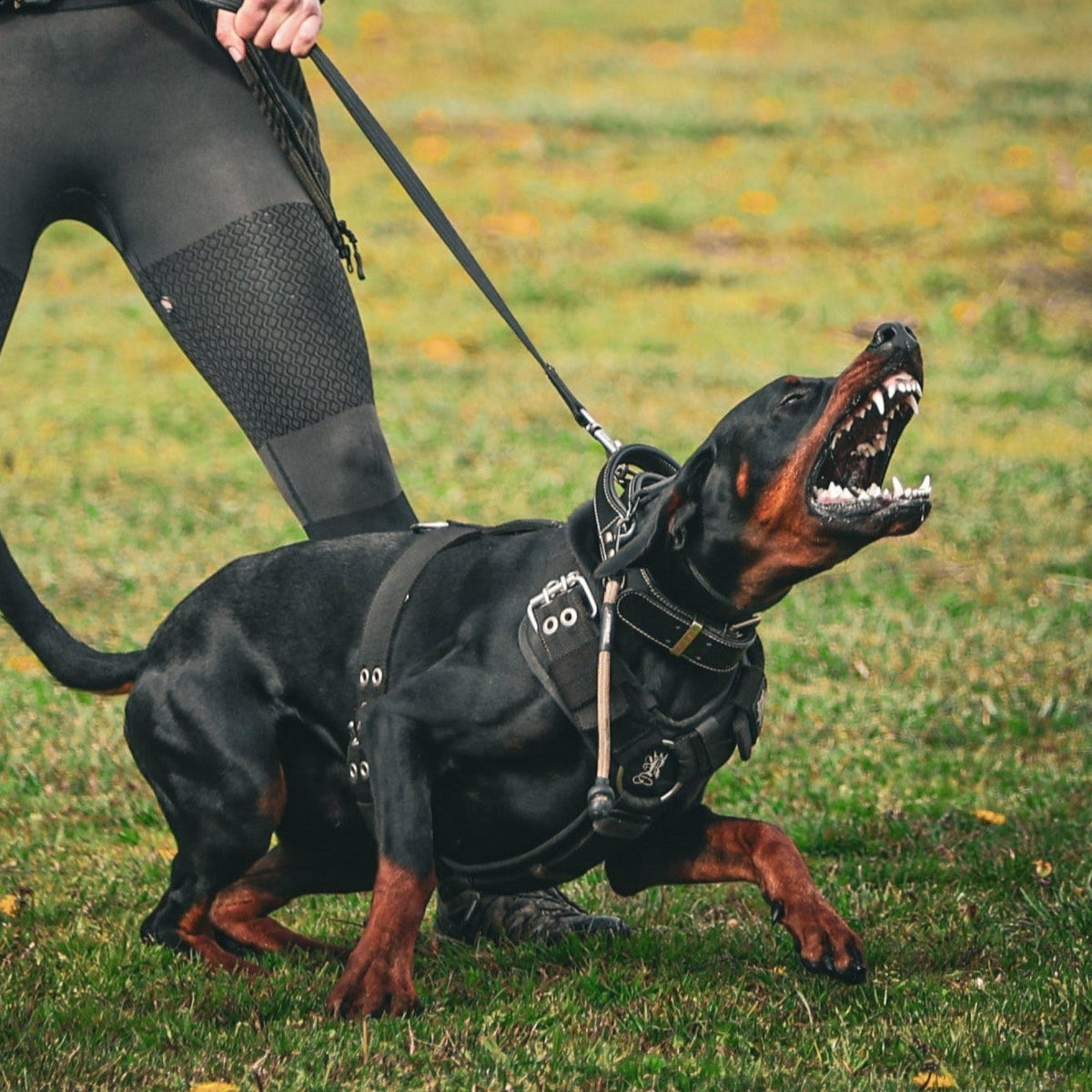 Large dog wearing a secure Rogue Royalty heavy-duty harness