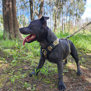 Dog on a leash in a forest setting