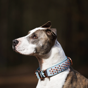 Hand Made Leather Dog Collar - Imperial Baby Blue & Rose Gold (Wide Fit)