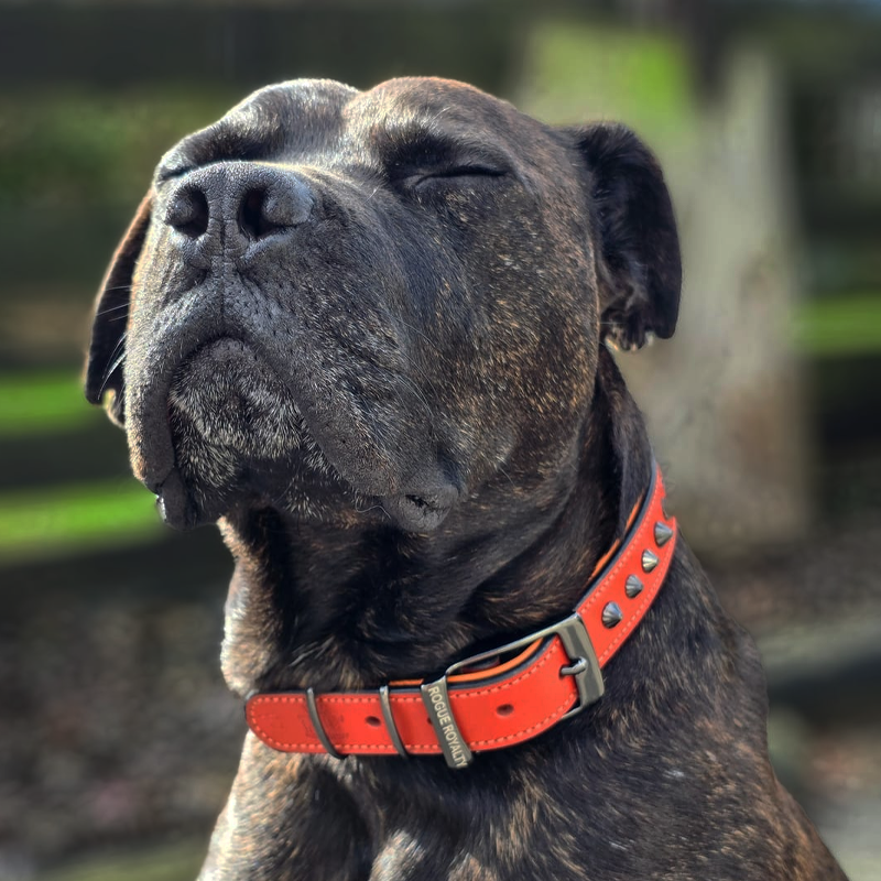 Hand Made Leather Dog Collar - Ruthless Orange & Black (Slim Fit)