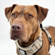 Brown dog wearing a Rogue  Royalty  support dog harness on a white background