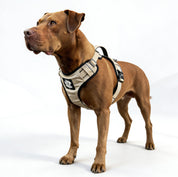 Pitbull terrier  wearing a harness on a white background