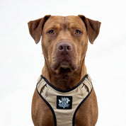 Active-X Lightweight Dog Harness – Sahara