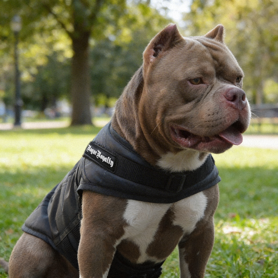 Dog Jacket | Rogue Active Black