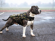 Dog Jacket | Rogue Active Camouflage