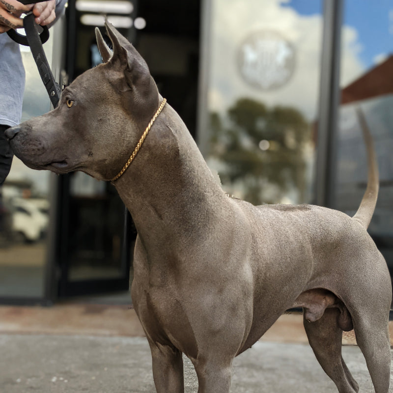 brass-slip-training-dog-collar.jpg
