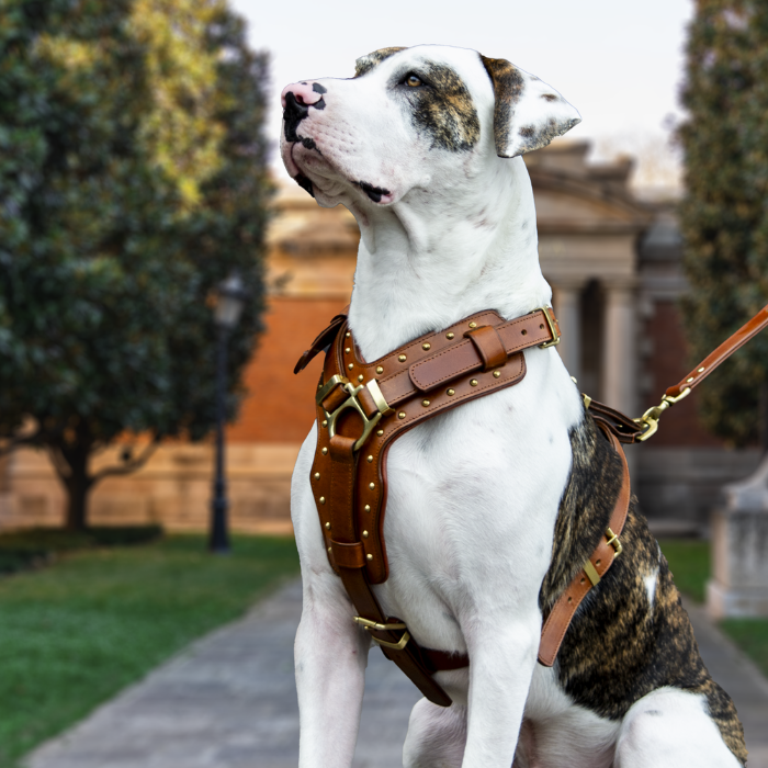 Leather Dog Harness - "Attila" Brown/Brass