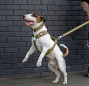 SUPATUFF® Heavy Duty Dog Harness – Desert Wolf | Wide Fit