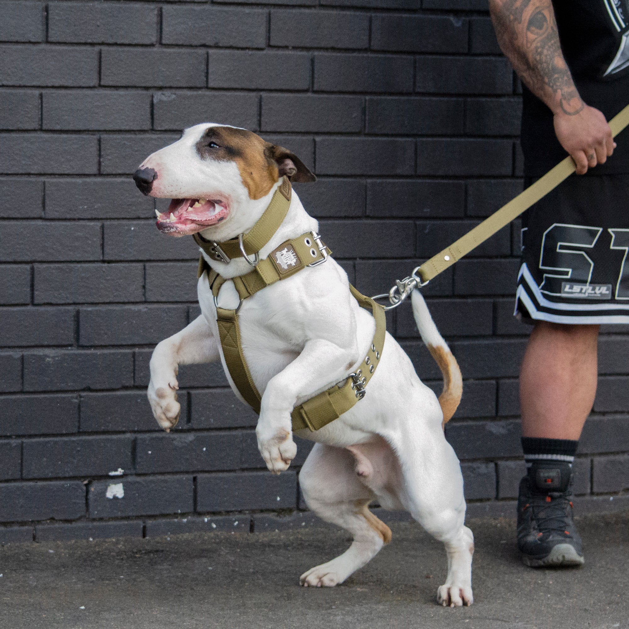 SUPATUFF® Heavy Duty Dog Harness – Desert Wolf | Wide Fit