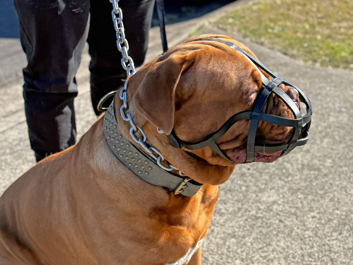 Dog Muzzles from Rogue Royalty