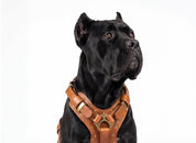 Leather Dog Harness - "Attila" Brown/Brass