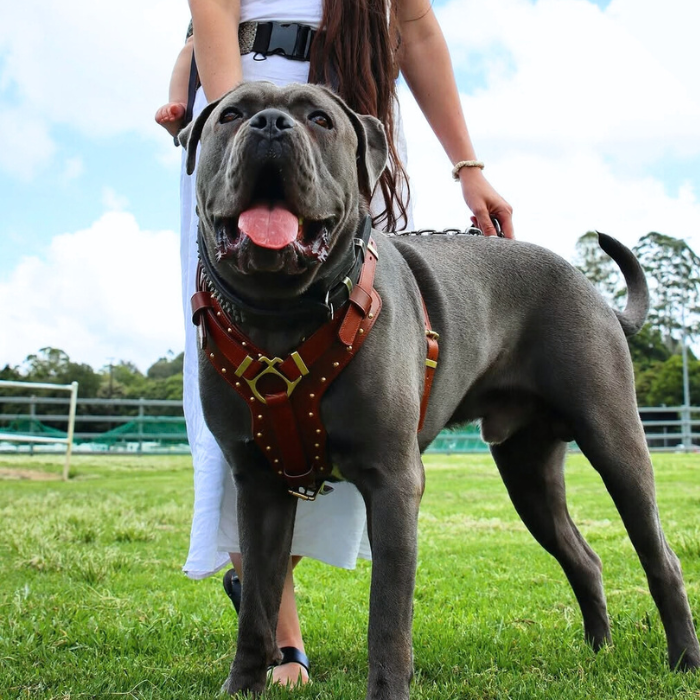 Leather Dog Harness - "Attila" Brown/Brass