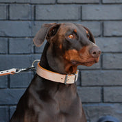 Hand Made Leather Dog Collar - Classic Buckskin & Chrome (Regular Fit)