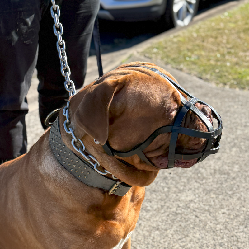Dog Muzzle - Leather Basket Bully