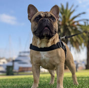 Quick Fit Dog Harness - Black