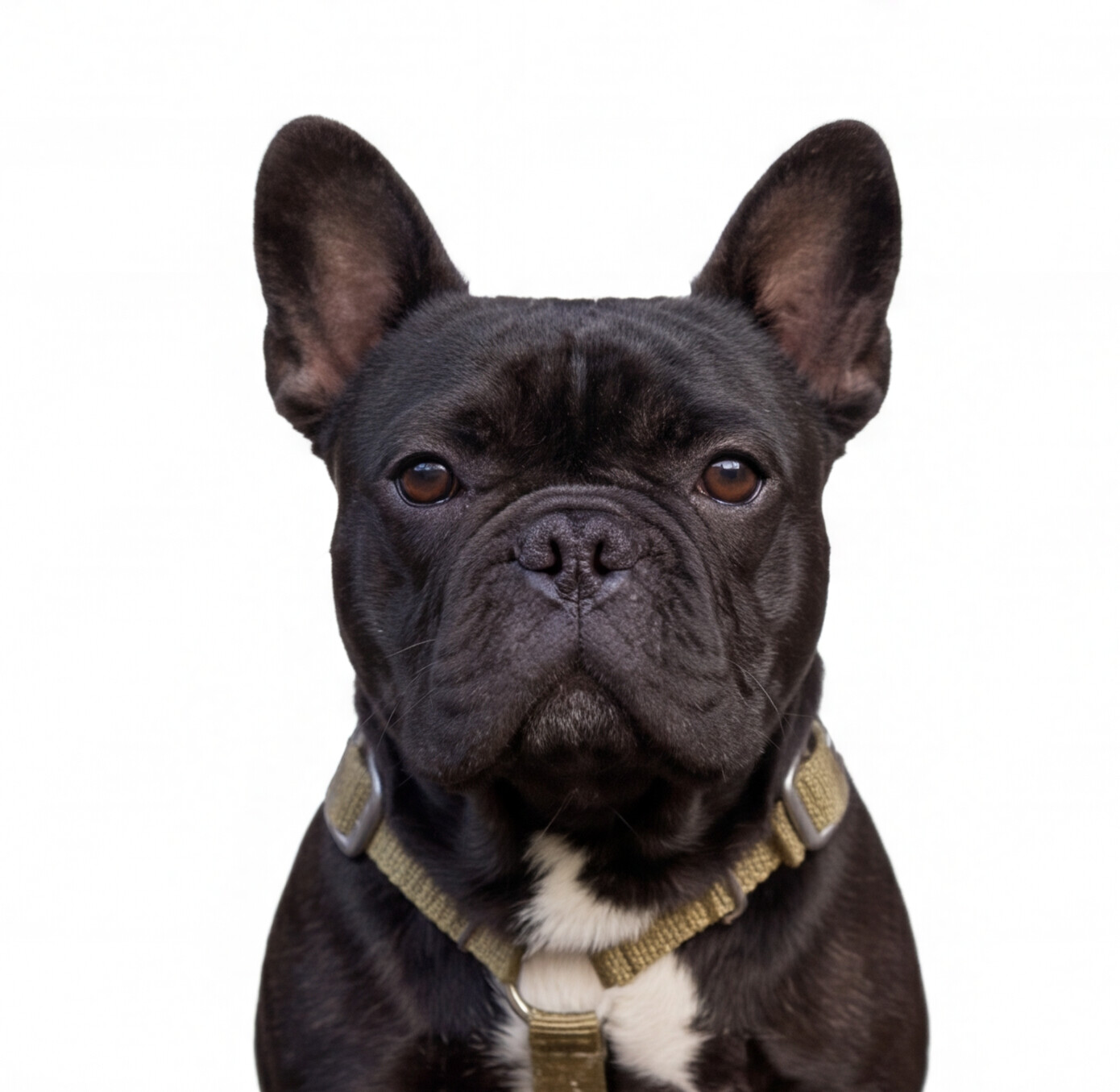 SUPATUFF® Strong Dog Harness – Desert Wolf | Slim Fit