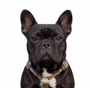 SUPATUFF® Strong Dog Harness – Desert Wolf | Slim Fit