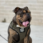 Bulldog puppy wearing a support padded harness with Rogue Royalty  logo in a park walking 