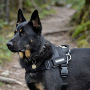 Quick Fit Dog Harness - Black