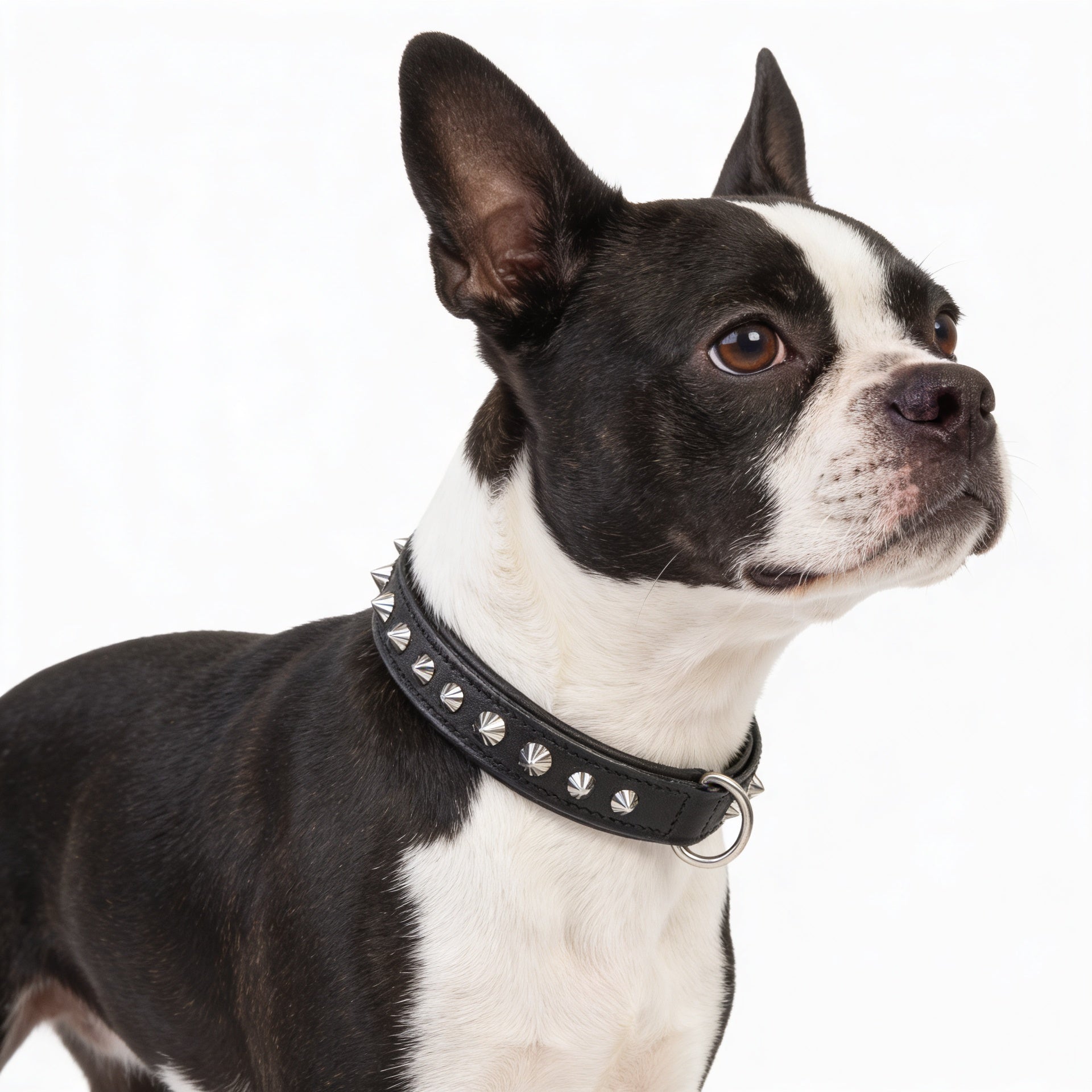 Hand Made Leather Dog Collar - Imperial Black & Chrome (Slim Fit)