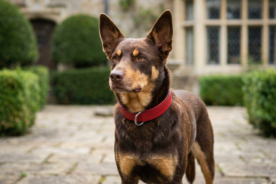 Hand Made Leather Dog Collar - Tuscan Red (Slim Fit)