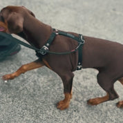 SUPATUFF® Strong Dog Harness – Black | Slim Fit