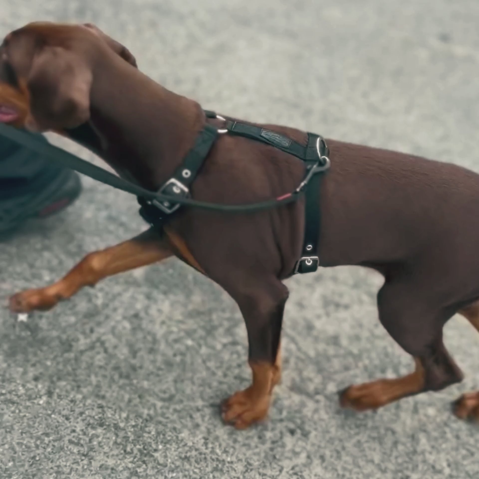 SUPATUFF® Strong Dog Harness – Black | Slim Fit