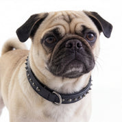 Hand Made Leather Dog Collar - Ruthless Black & Black (Slim Fit)