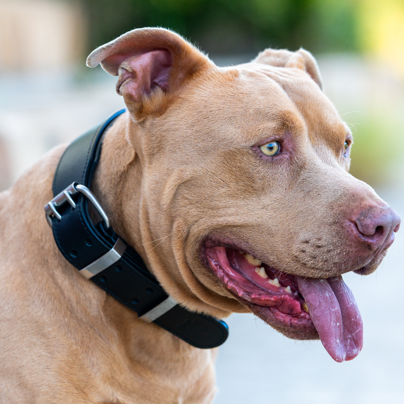 Hand Made Leather Dog Collar - Classic Black & Chrome (Wide Fit)