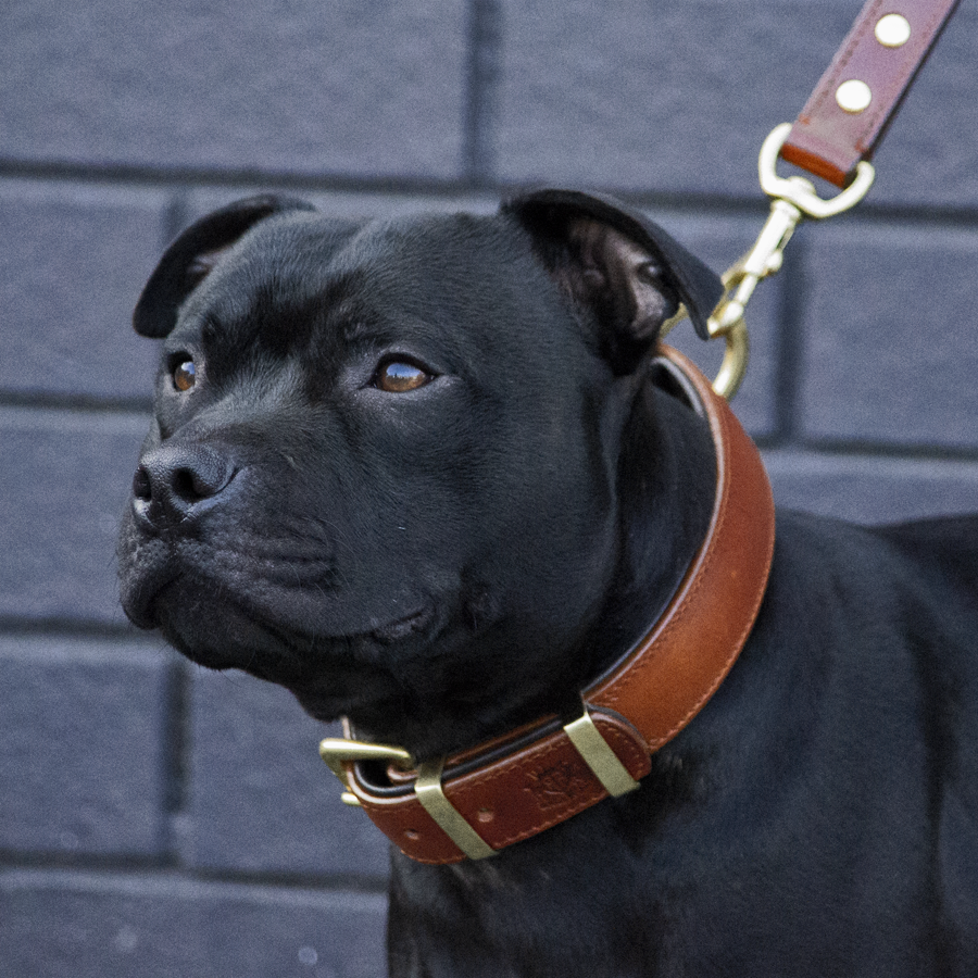 Leather Dog Collar - Classic Brown & Brass (Regular Fit)
