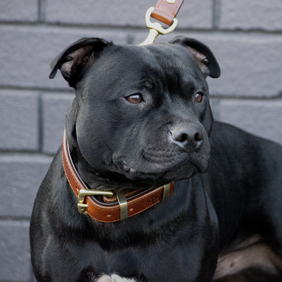 Leather Dog Collar - Classic Brown & Brass (Regular Fit)