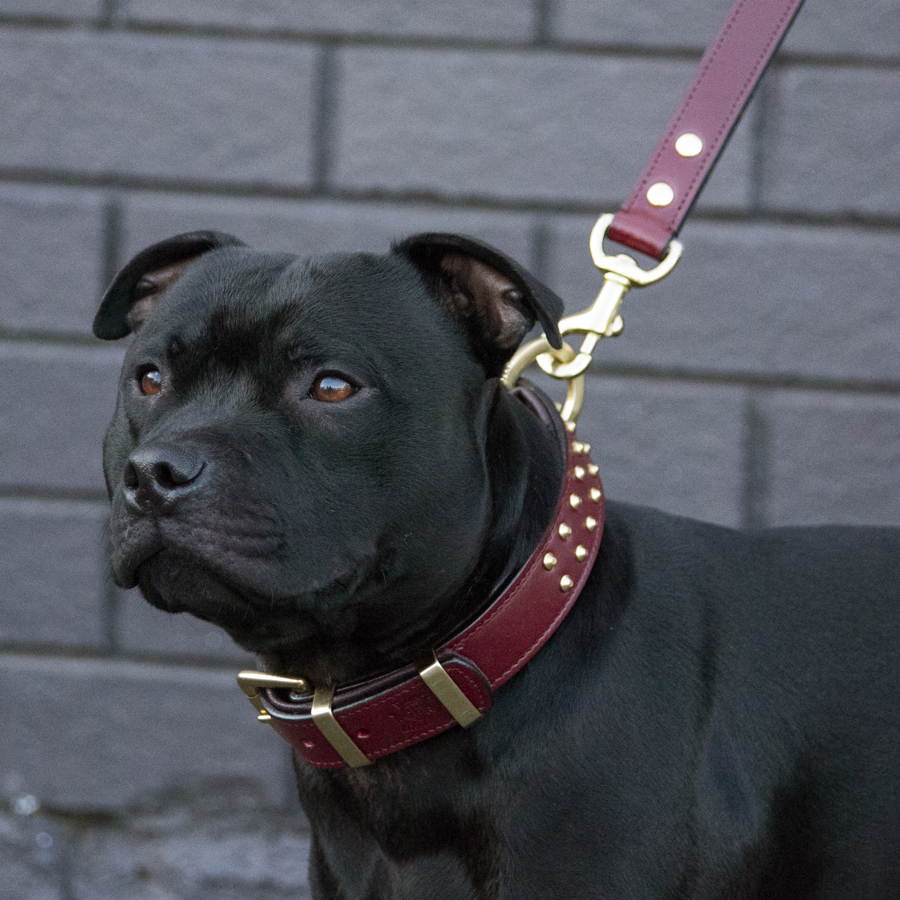 Hand Made Leather Dog Collar - RuffNeck Cherry & Brass (Regular Fit)