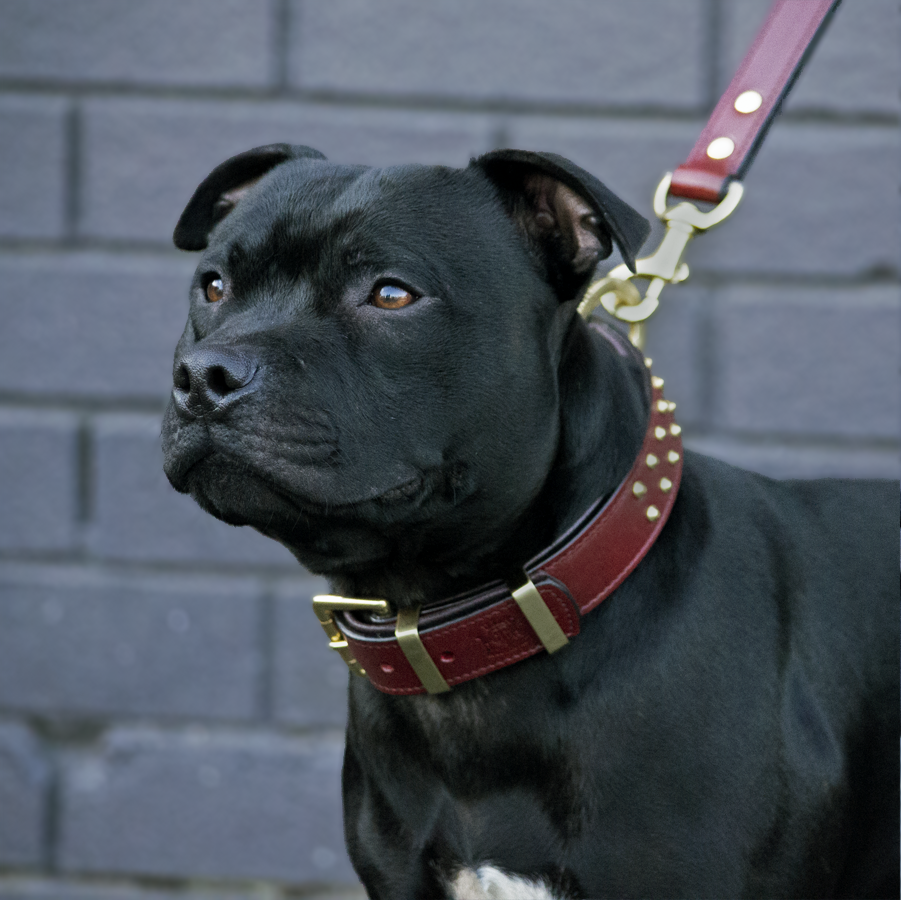 Hand Made Leather Dog Collar - RuffNeck Cherry & Brass (Regular Fit)