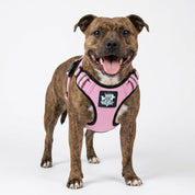A brindle short-haired dog wearing a pink dog harness with black trim and a central black brand patch, photographed against a seamless white studio background.